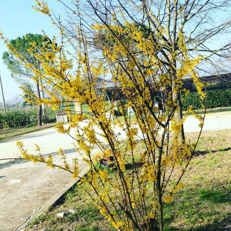 Le Ghiande Guest House Spello Bagian luar foto